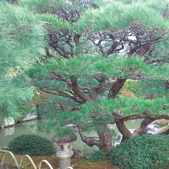 Декор японского сада сосной