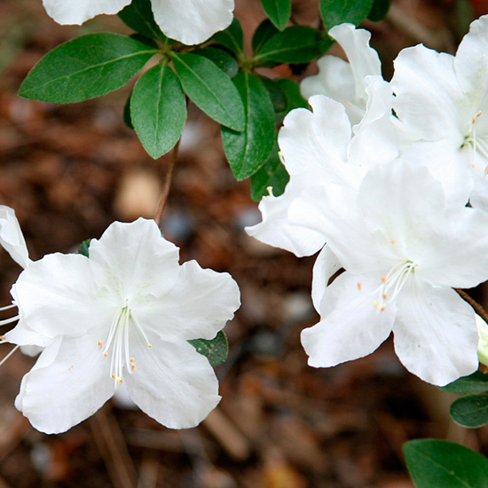 Фото белых цветов для японского сада
