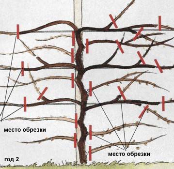 Схема обрезки лимонника китайского