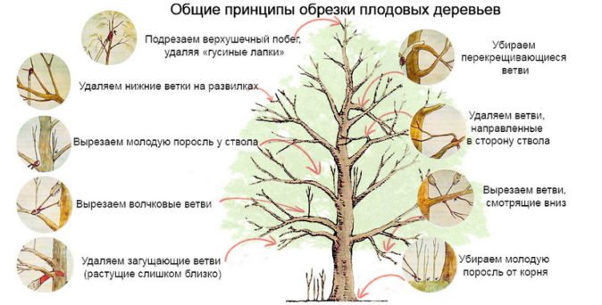 Правила обрезки