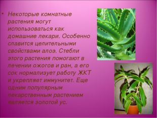 Некоторые комнатные растения могут использоваться как домашние лекари. Особе