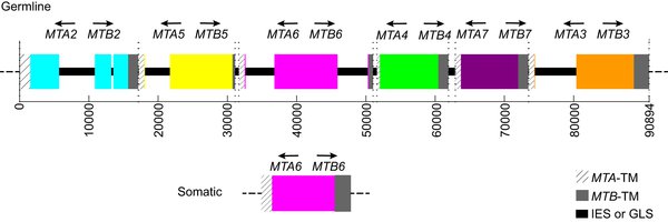 Рис. 2. Схема, изображающая расположение генетических кассет, определяющих пол инфузории, в микроядре (верхняя часть, germline) и в макроядре (нижняя часть рисунка, somatic), в случае для пола №VI.