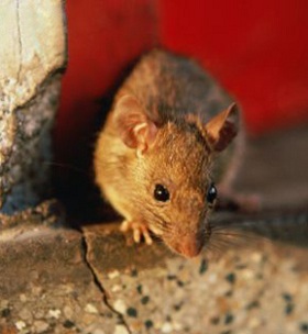 С крысами необходимо бороться, т.к. они являются переносчиками различных заболеваний