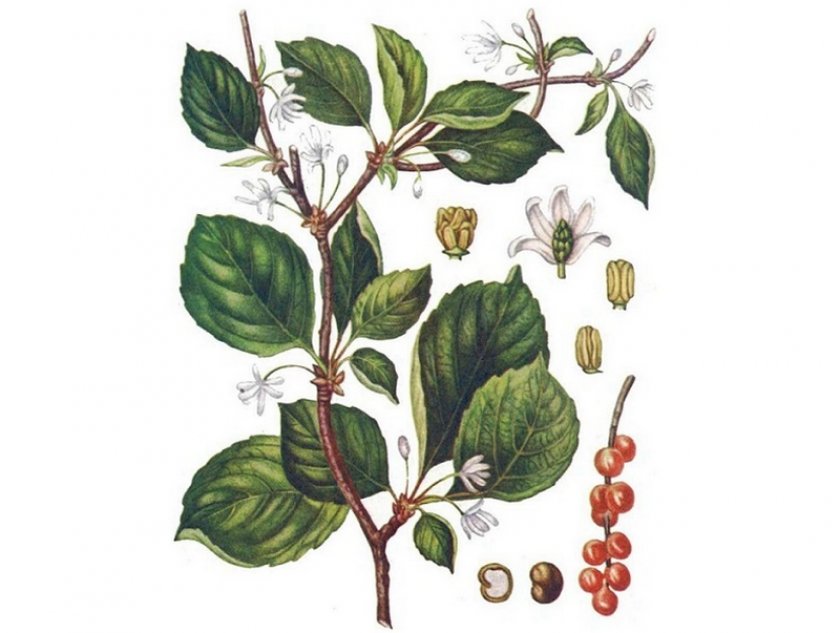 Лимонник китайский Лимонник китайский