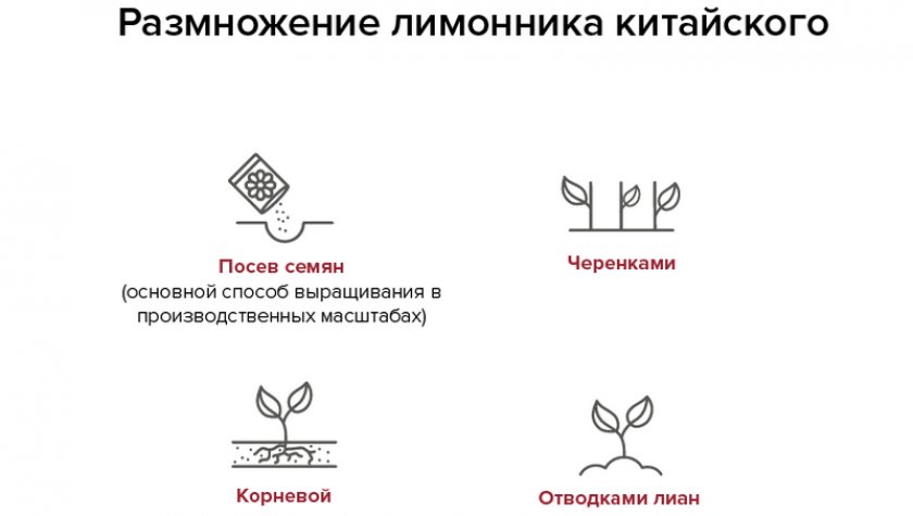Размножение китайского лимонника