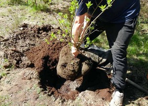 Посадка сирени осенью