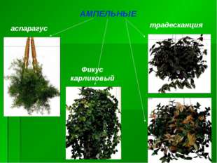 АМПЕЛЬНЫЕ Фикус карликовый аспарагус традесканция 