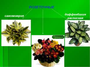 РОЗЕТОЧНЫЕ сансевиерия диффенбахия расписная 