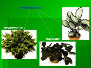 кустистые маранта нефролепис 