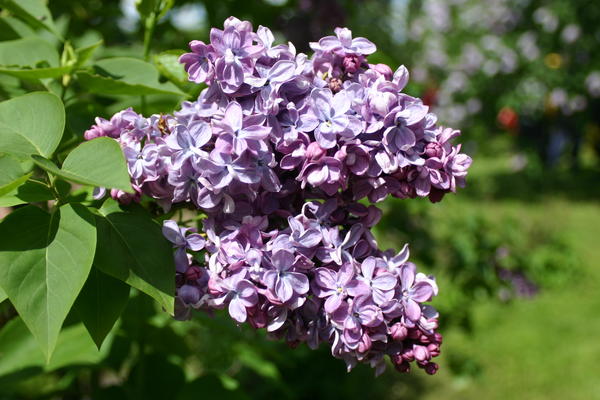 &amp;amp;#39;Marechal Lannes&amp;amp;#39;