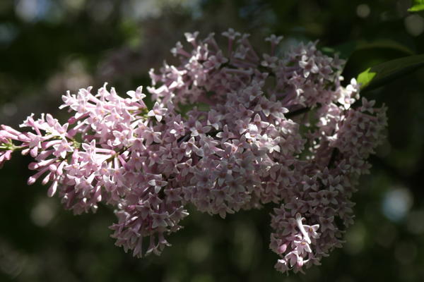 &amp;amp;#39;Hiawatha&amp;amp;#39;