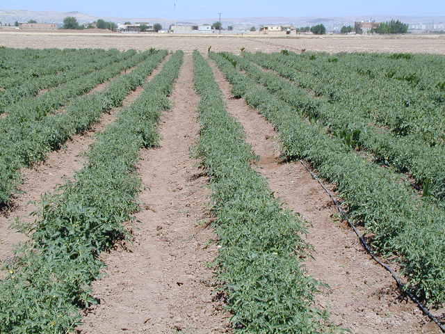 How Exactly Does Drip Irrigation Work?