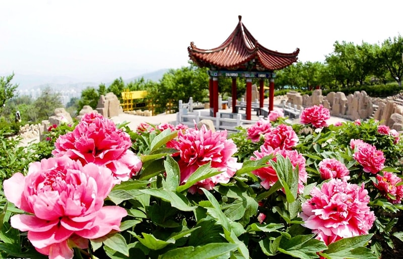 Цветы в китайском саду