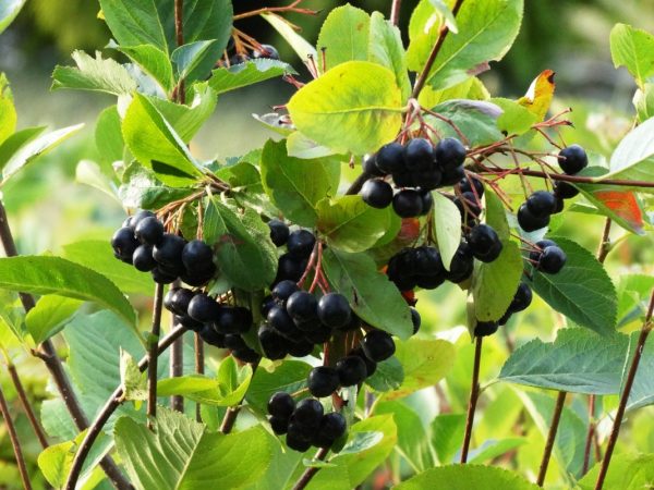 Aronia-melanocarpa-1