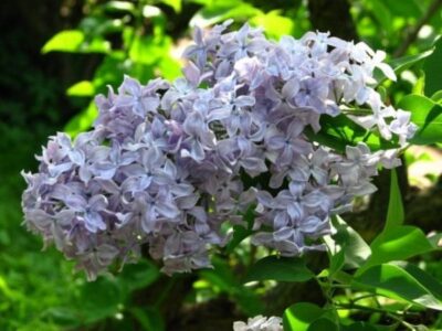 Syringa Madame Charles Souchet 640x480