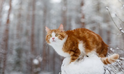 кот рыжий снег лес