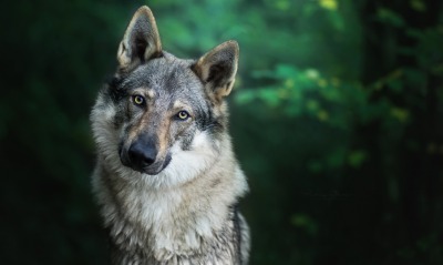 чехословацкая волчья собака взгляд лес