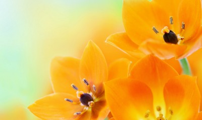 цветы оранжевые лепестки